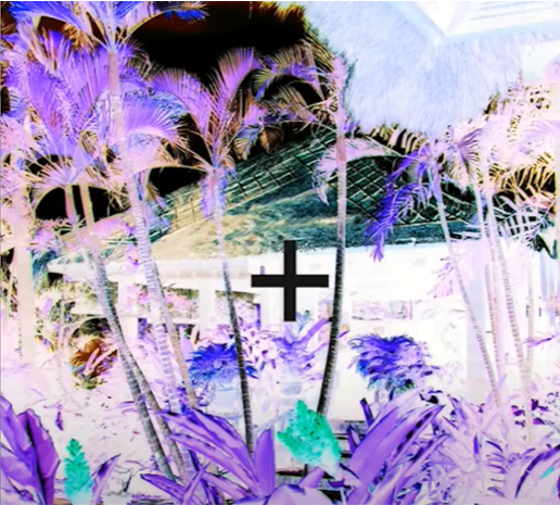 A negative image of a garden. credit Ginny Smith