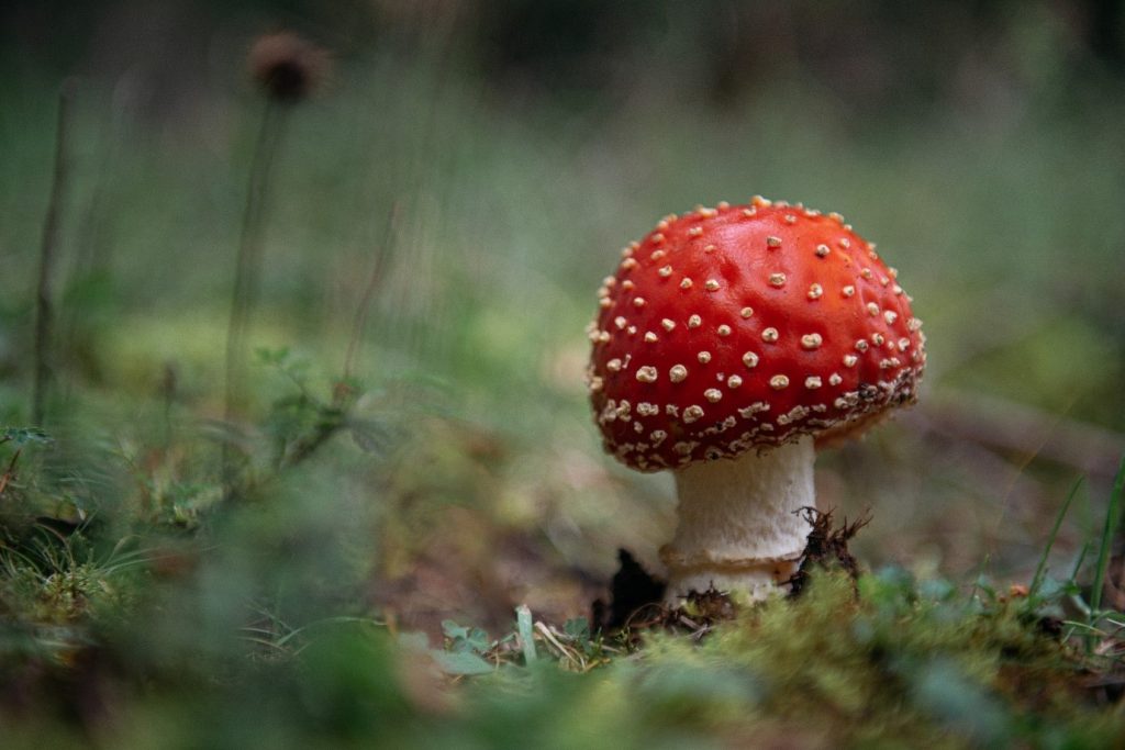 CCagaric
